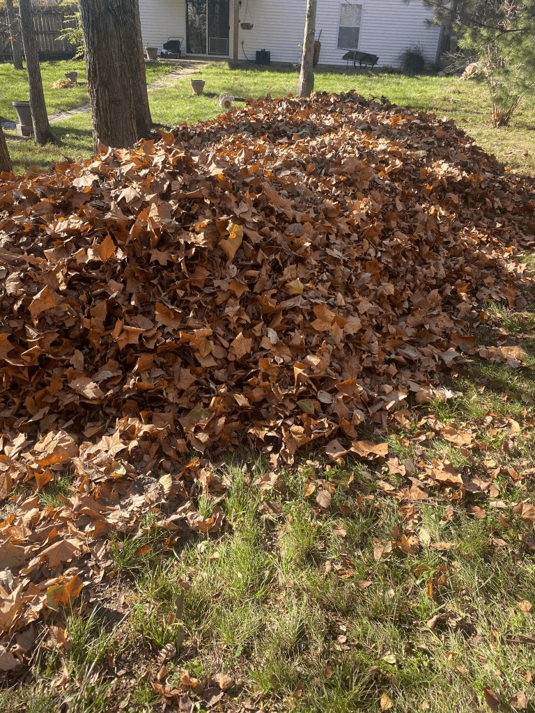 Large pile of raked autumn leaves gathered on a residential lawn