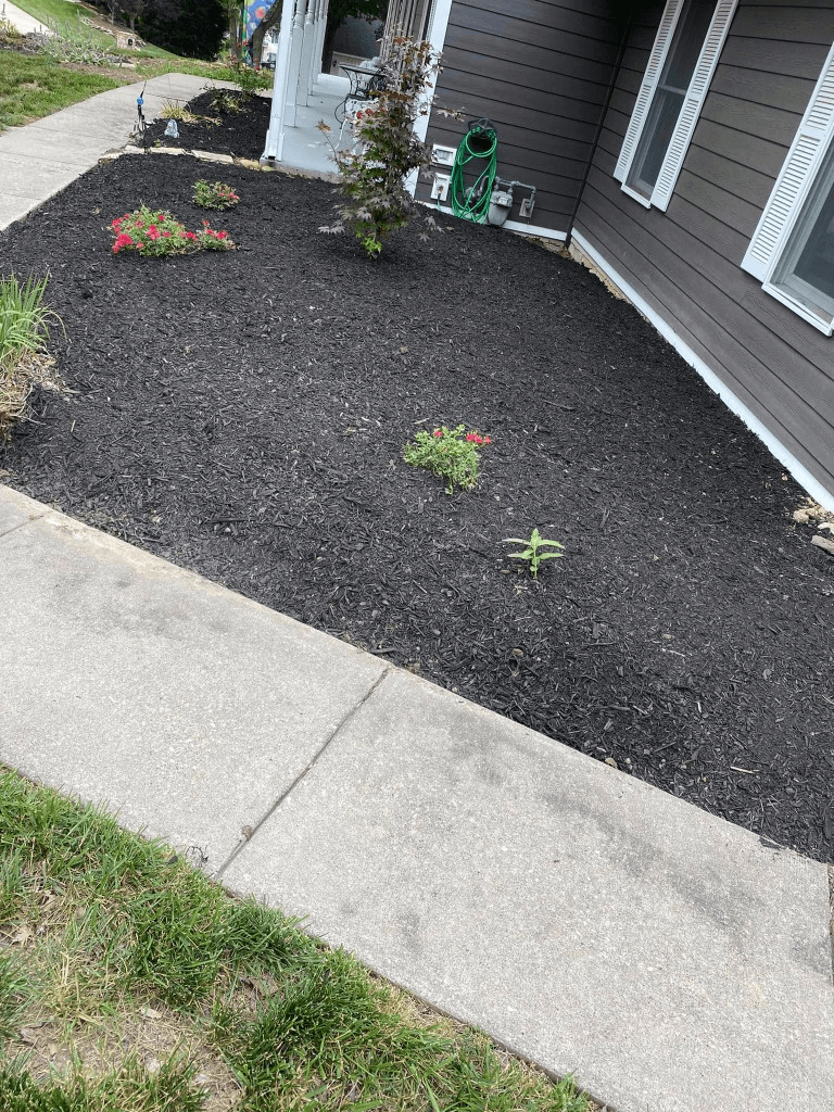Freshly mulched garden bed with young plantings along a concrete sidewalk